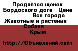 Продаётся щенок Бордоского дога › Цена ­ 37 000 - Все города Животные и растения » Собаки   . Крым